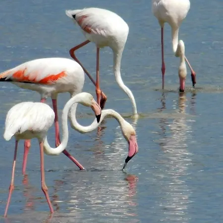 شقة Anna's House Near The Sandy And With Wifi *